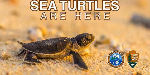 Sea Turtles of the Seashore