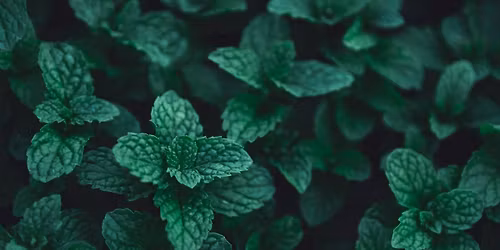 Gy\u00f3gyn\u00f6v\u00e9nyes Vacsoraest - \u0150szi-t\u00e9li immuner\u0151s\u00edt\u00e9st Dr.Pottyondy \u00c1kos vezet\u00e9s\u00e9vel