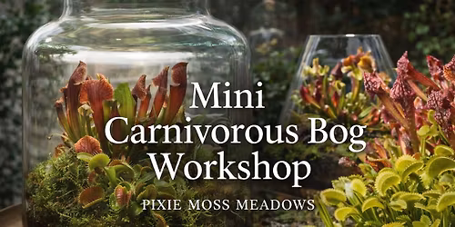 Mini Carnivorous Bog Workshop