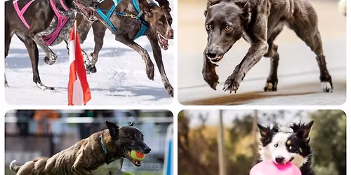 Der Sporthund im Fokus