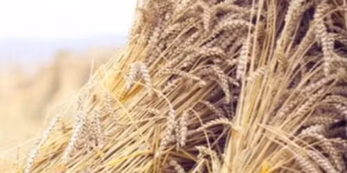 Lughnasadh - Lammas Ritual