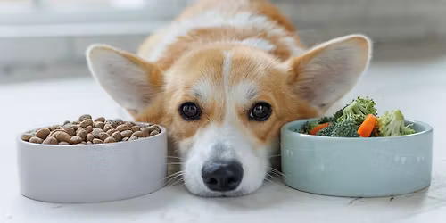 Mutts Gone Nuts - Pembroke