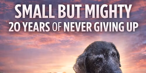 A Legacy of Love: 20 Years of Pinky Paws