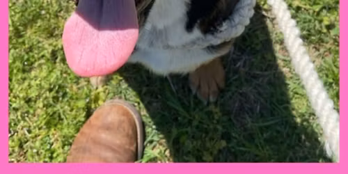 Wagging into Spring Adoption Meet and Greet