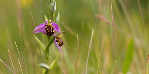 Taith Dywys Blodau Gwyllt | Guided Wildflower Walk - Prestatyn