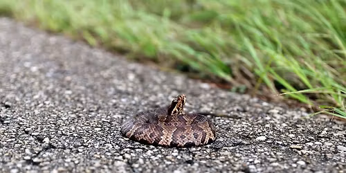 Level 1 Venomous Handling Certification Course - Miami, FL