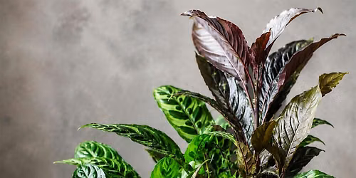 Midnight Garden: Botanical Dish Garden Experience