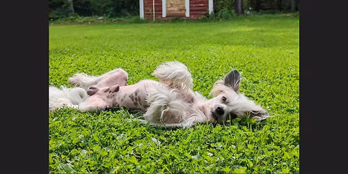 Pentunose (Ylivieska)