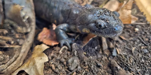 Nature Sprouts: Exploring Amphibians