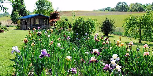 Greeneville Iris Festival