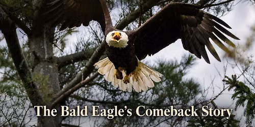 Soaring Again: The Bald Eagle\u2019s Comeback Story