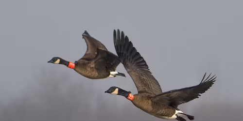 Fall World Migratory Bird Day Guided Bird Excursion at Ankeny National Wildlife Refuge