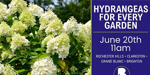 Hydrangeas for Every Garden Seminar