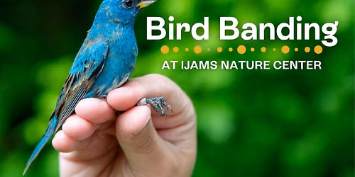 Bird Banding at Ijams Nature Center