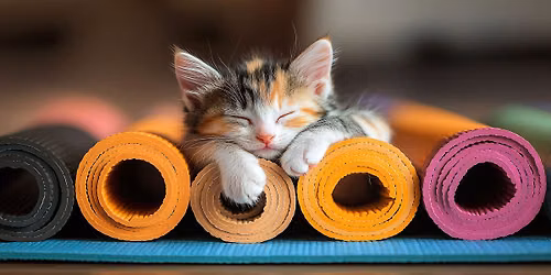 Meowsterpiece in Motion Kitten Yoga