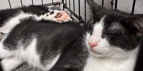 Cat Adoptions