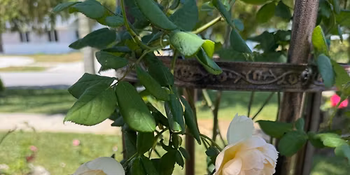 \u201cContainer Roses for Beginners\u201d Seminar (In Person & Zoom)