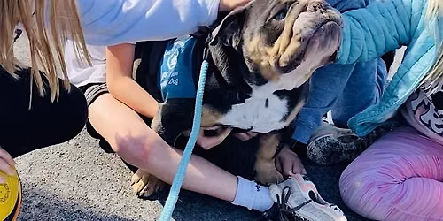 Seminar - How to Become a Therapy Dog Team