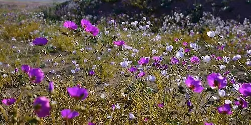 DESIERTO FLORIDO & ACAMPADA EN BAH\u00cdA INGLESA