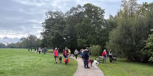 Social sighthound walk