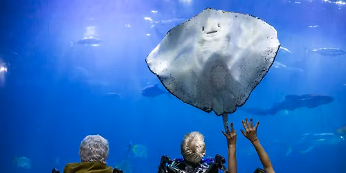 Quiet at The Aquarium: Sensory Sessions