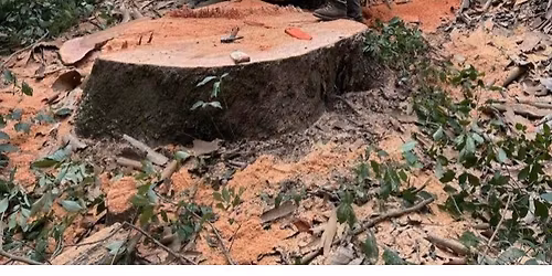 June 6th 8-8:45 am pick up firepit wood and firewood