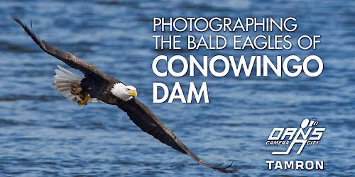 Photographing the Bald Eagles of Conowingo Dam