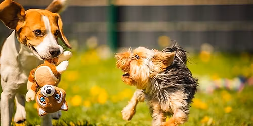 Puppy and Small Dogs Play Time