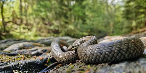 Herptiltur ved \u00c5rungen (Herpwalk near \u00c5rungen)