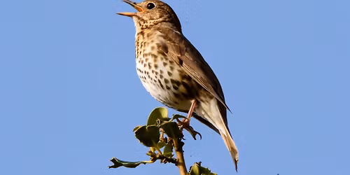 Dawn Chorus Walk