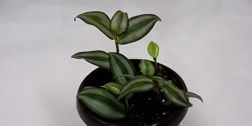 RAZMNO\u017dEVANJE OKRASNIH RASTLIN S POTAKNJENCI