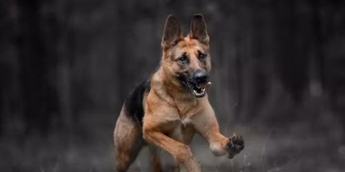 Skagit County K9 Heroes Fund - Muddy Paws!  Fun Run\/Walk 2.1 mi, 5k, 10k