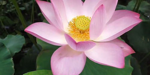 Snagov - (de)Gustare preparate din Lotusul Indian (Nelumbo nucifera)