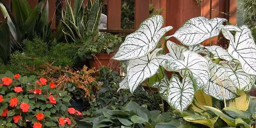 Steel Magnolias Annual Plant Sale 