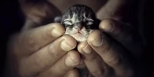 Spring Community Cat Walk