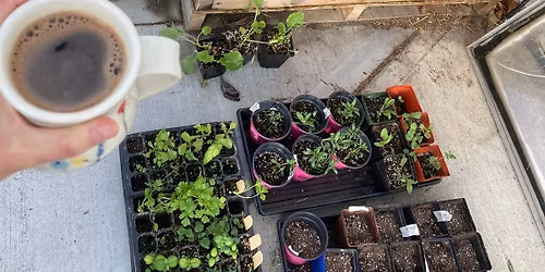 Community ADOPT a tray seeding day