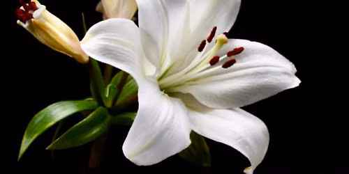 Painting White Lilies Workshop 21st November 2026