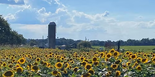 Spring 2026 Sunflower Market- Saturday Only