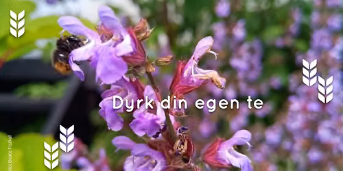 Dyrk din egen te - Oldtidens grunnmur i koppen
