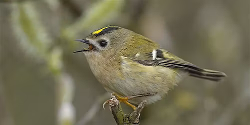 Dawn Chorus Walk at Nunhead Cemetery