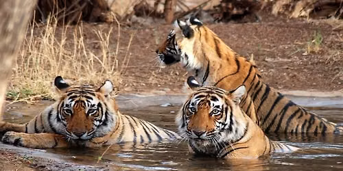 Ranthambore Weekender 