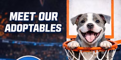 Pitties & Pals Bark Madness 