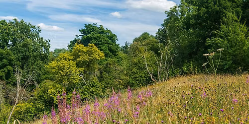Roving Volunteer Group - Seed harvesting Common Hill