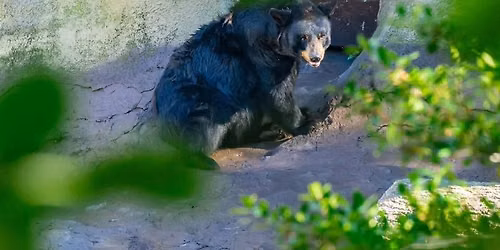 Black Bear & Berry Jam Festival at Ober Gatlinburg