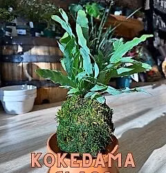 Kokedama Class