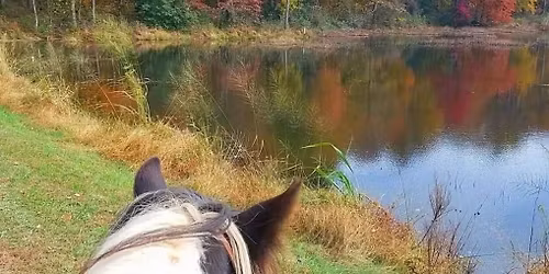 FALL FOLIAGE 