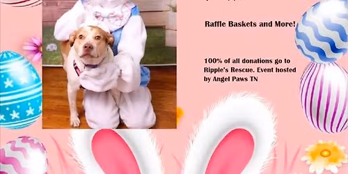 Easter Bunny Pet Photos