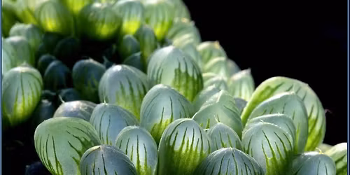 March Cactus Club Meeting - Green House Tour