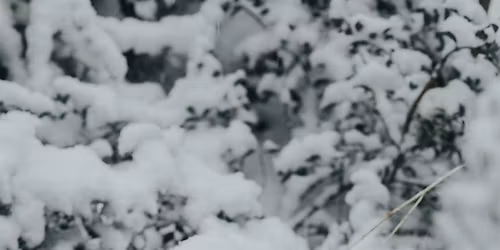 SpiritsDance - Somatic movement & Oracle cards circle