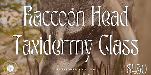 Taxidermy Class: Raccoon Head Mount